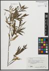 Foto von Salix purpurea L. x Salix viminalis L.